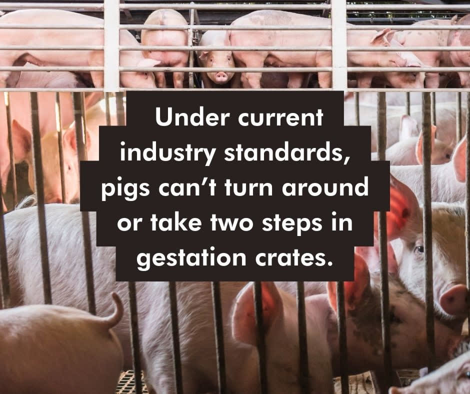 Do You Support the Use of Extreme Confinement Crates? - Causes.com ...