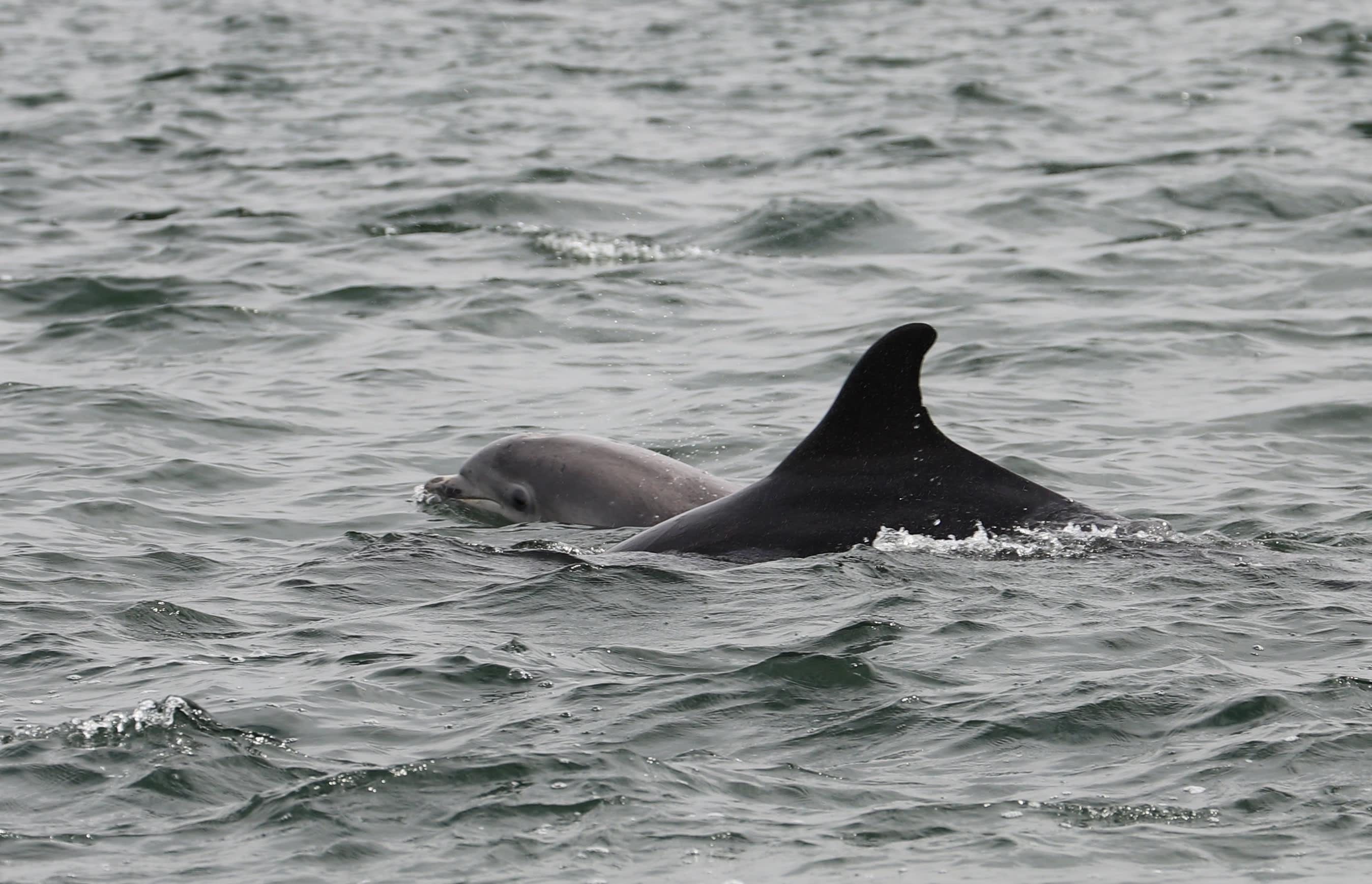 Dolphins Spotted in Bronx River, Signaling a Win for Environmental ...