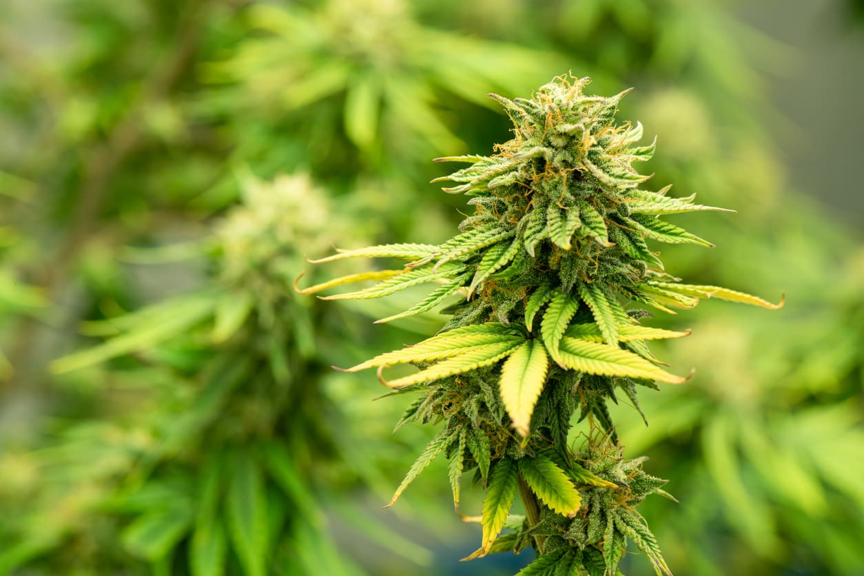 u-s-health-department-calls-for-weaker-cannabis-regulations-causes
