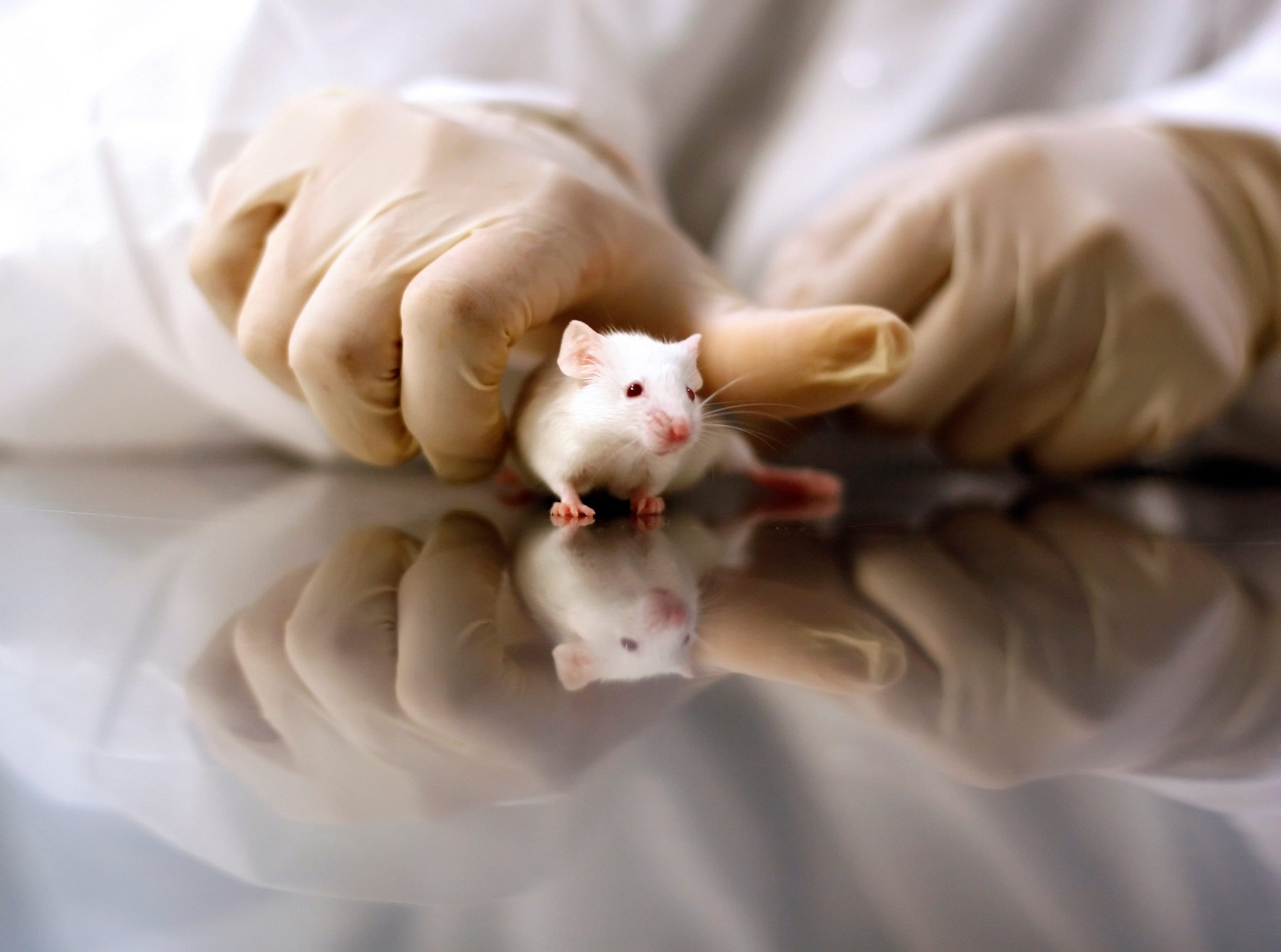 High-tech Alternatives Could Soon Replace Animal Testing - Impact Your World Today - Causes High-tech Alternatives Could Soon Replace Animal Testing - Impact Your World Today - Causes