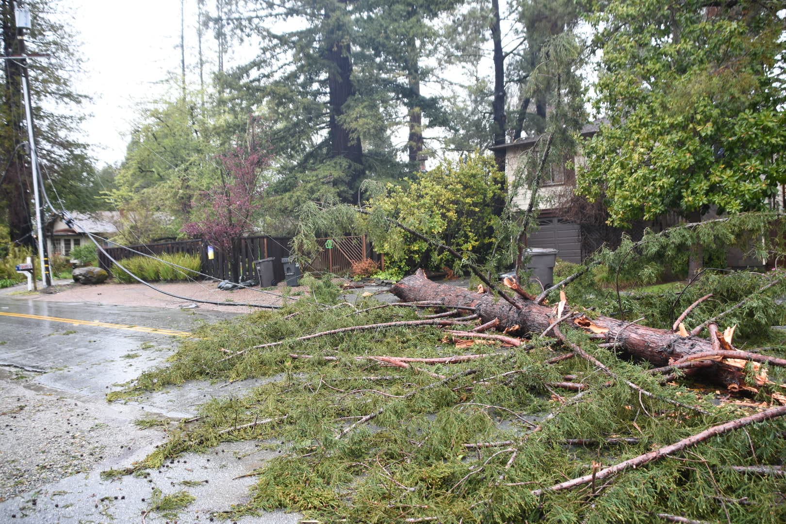 Tree fallen on a utility pole across the street.