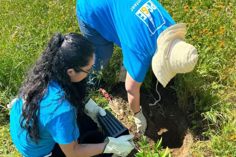 Planting at Millerton Lake State Recreation Area.