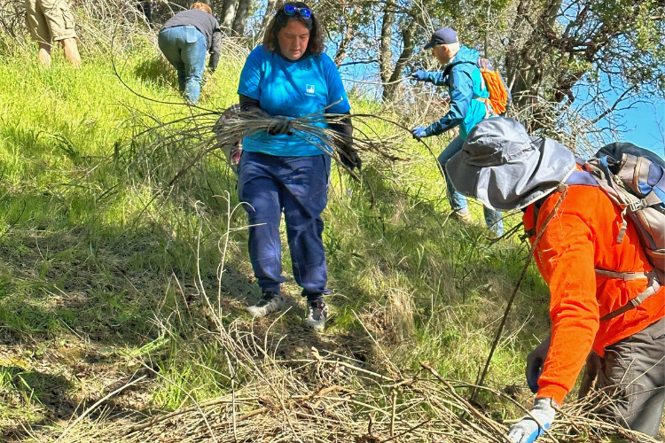 PG&E volunteers clean up brush at China Camp State Park.