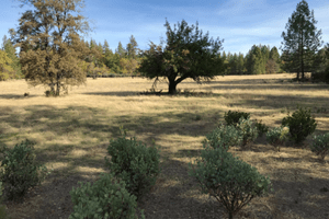 Forest in California.