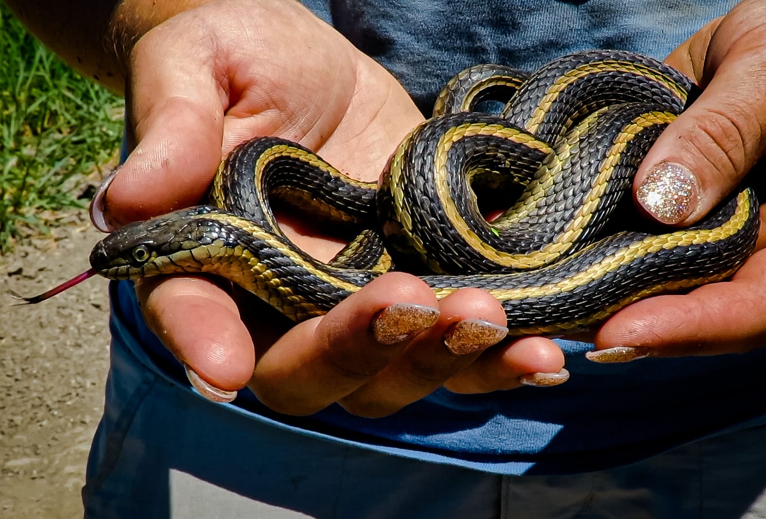 giant garter snake
