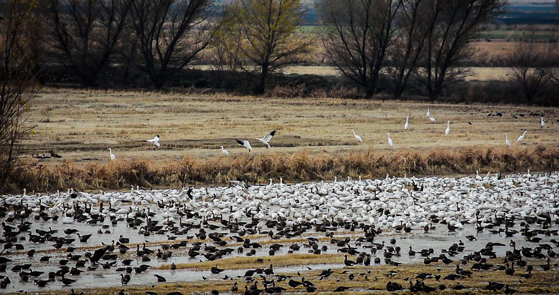 Sacramento Valley migrating birds in rice field