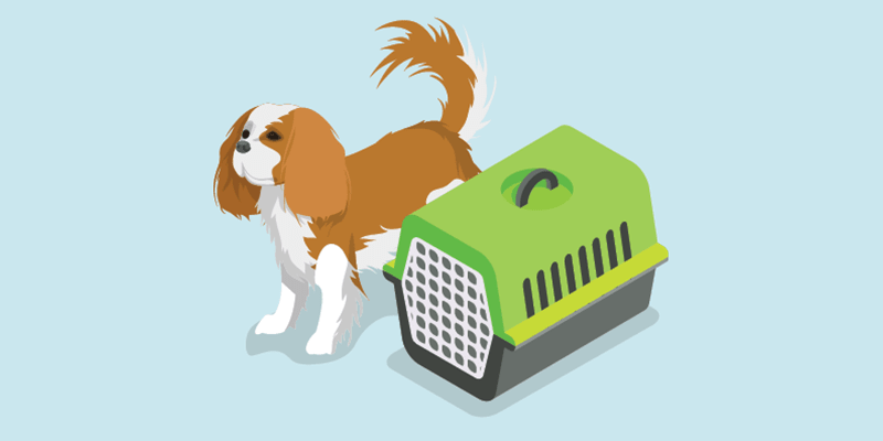 Dog with a pet carrier