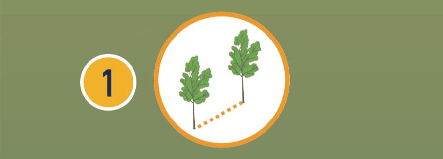 Illustration of planted vegetation